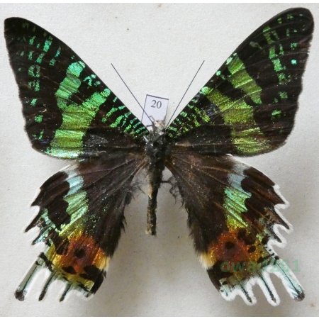 Chrysiridia rhipheus (Drury, 1773) Madagascar 67mm20